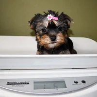 Tiny Glossy, a female Yorkshire Terrier for sale in Los Angeles, CA – 5 of 5