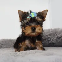 AKC Olive, a male Yorkshire Terrier for sale in Los Angeles, CA – 3 of 5