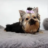 Bluey, a female Yorkshire Terrier for sale in Los Angeles, CA – 2 of 5