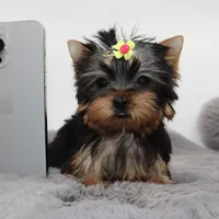 Micro girl Sprinkles, a female Yorkshire Terrier for sale in Los Angeles, CA – 2 of 5
