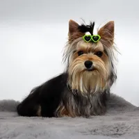 AKC Nico, a male Yorkshire Terrier for sale in Los Angeles, CA – 3 of 5