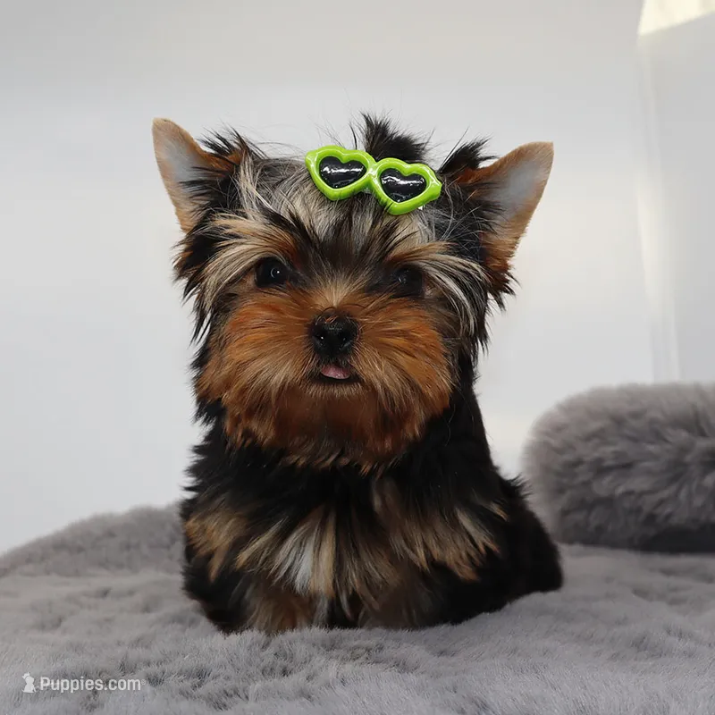 Django – Yorkshire Terrier puppy for sale in Los Angeles, CA