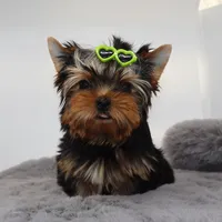 Django, a male Yorkshire Terrier for sale in Los Angeles, CA – 1 of 5
