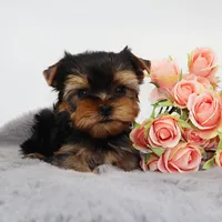 Tiny boy Dante, a male Yorkshire Terrier for sale in Los Angeles, CA – 2 of 5
