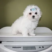 Mozzarella , a male Maltese for sale in Los Angeles, CA – 5 of 5