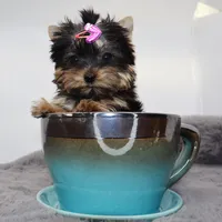 Micro girl Bubble, a female Yorkshire Terrier for sale in Los Angeles, CA – 3 of 5