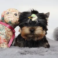 Micro boy Lucas, a male Yorkshire Terrier for sale in Los Angeles, CA – 2 of 5