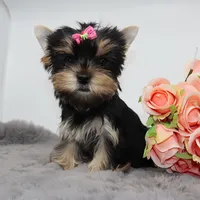 Pepper, a female Yorkshire Terrier for sale in Los Angeles, CA – 3 of 5
