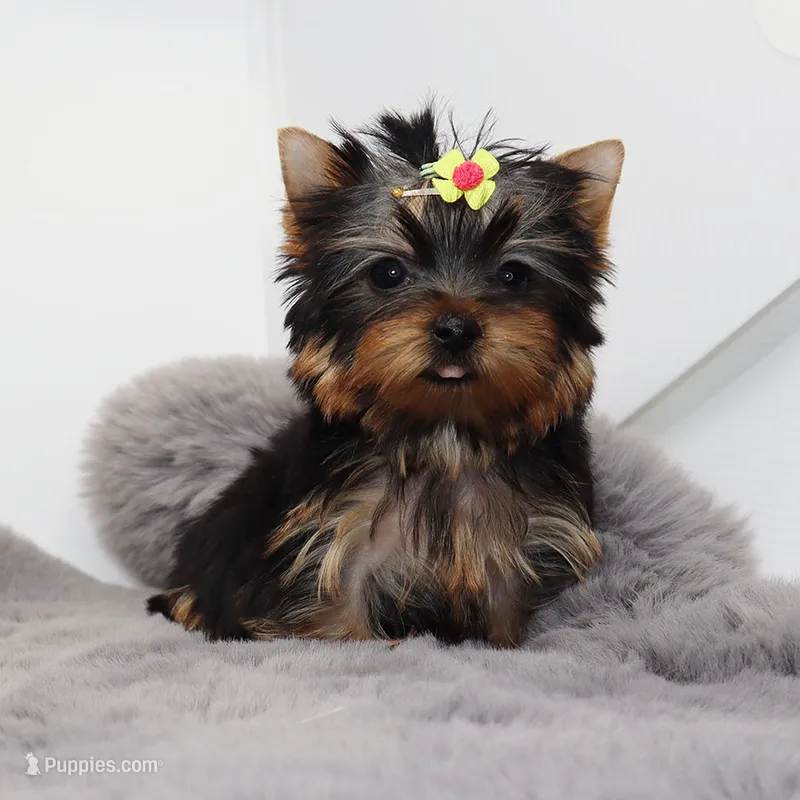 Micro girl Sprinkles – Yorkshire Terrier puppy for sale in Los Angeles, CA