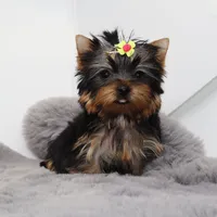 Micro girl Sprinkles, a female Yorkshire Terrier for sale in Los Angeles, CA – 1 of 5