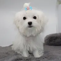 Salt, a male Maltese for sale in Los Angeles, CA – 4 of 5
