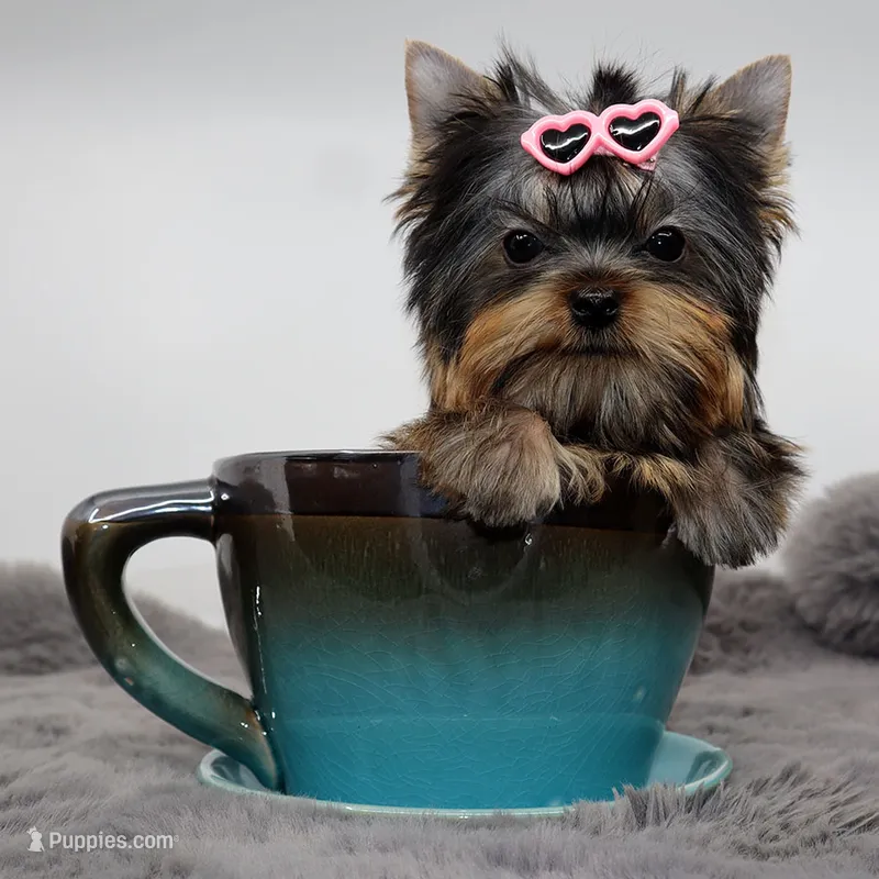 Micro AKC Chery – Yorkshire Terrier puppy for sale in Los Angeles, CA