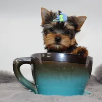 AKC Olive, a male Yorkshire Terrier for sale in Los Angeles, CA – 1 of 5