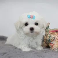 Milo, a male Maltese for sale in Los Angeles, CA – 3 of 5