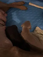 Black and tan, a female Doberman Pinscher for sale in Pittsburgh, PA – Photo 2 of 2