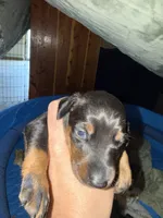 Fawn, a female Doberman Pinscher for sale in Pittsburgh, PA – Photo 3 of 4