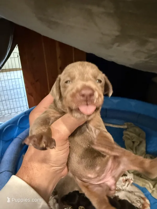 Fawn – Doberman Pinscher puppy for sale in Pittsburgh, PA