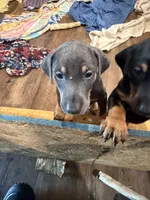 2 Blues, a female Doberman Pinscher for sale in Pittsburgh, PA – 4 of 9