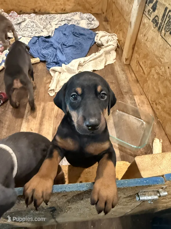 Black and tan – Doberman Pinscher puppy for sale in Pittsburgh, PA