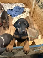 Black and tan, a female Doberman Pinscher for sale in Pittsburgh, PA – 1 of 5
