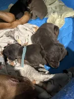 2 Blues, a female Doberman Pinscher for sale in Pittsburgh, PA – Photo 1 of 3