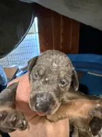 2 Blues, a female Doberman Pinscher for sale in Pittsburgh, PA – Photo 2 of 3