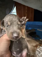 2 Blues, a female Doberman Pinscher for sale in Pittsburgh, PA – Photo 3 of 3