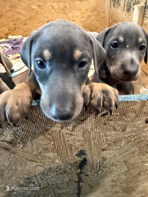 2 Blues – Doberman Pinscher puppy for sale in Pittsburgh, PA