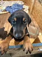 Black and tan, a female Doberman Pinscher for sale in Pittsburgh, PA – 2 of 5