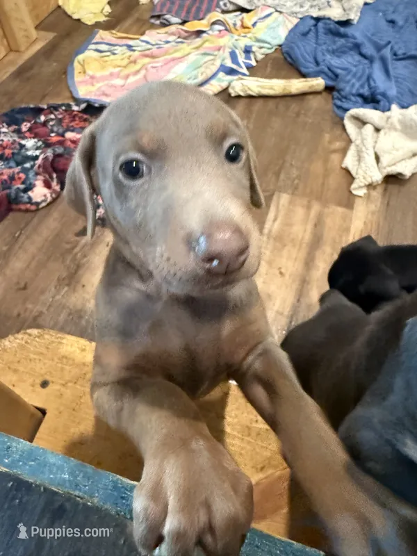 Fawn – Doberman Pinscher puppy for sale in Pittsburgh, PA