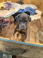 2 Blues, a female Doberman Pinscher for sale in Pittsburgh, PA – 5 of 9