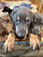 2 Blues, a female Doberman Pinscher for sale in Pittsburgh, PA – 2 of 9