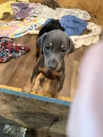2 Blues, a female Doberman Pinscher for sale in Pittsburgh, PA – 3 of 9