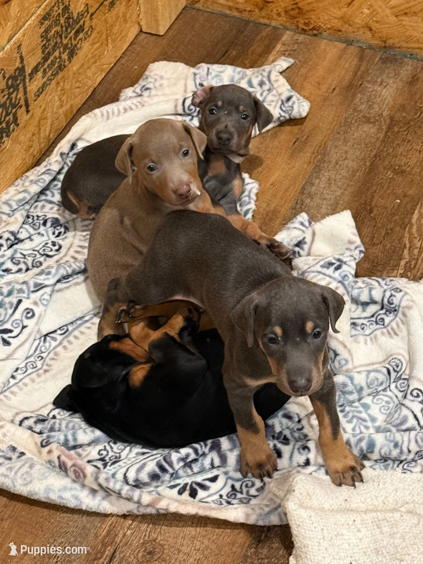 2 Blues, a female Doberman Pinscher for sale in Pittsburgh, PA – 7 of 9