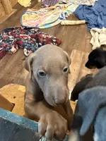 Fawn, a female Doberman Pinscher for sale in Pittsburgh, PA – 2 of 8