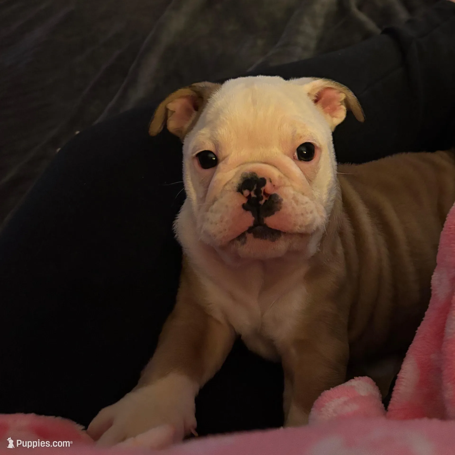 Bella, a female English Bulldog for sale in Mooresville, IN – Photo 4 of 4