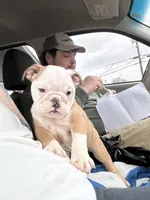 Bella, a female English Bulldog for sale in Mooresville, IN – Photo 3 of 4