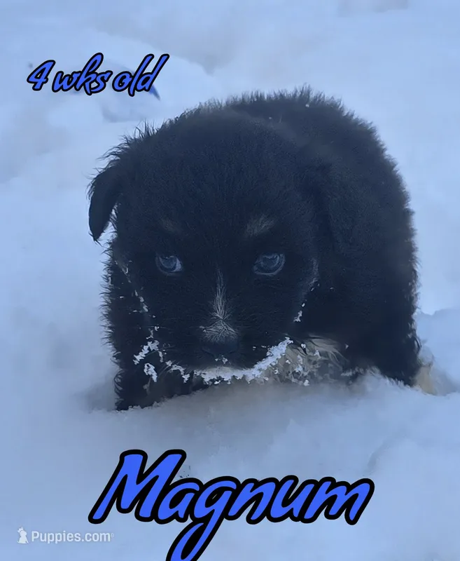 Magnum
