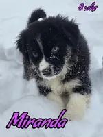 Miranda, a female Australian Shepherd for sale in Albion, MI – Photo 1 of 2
