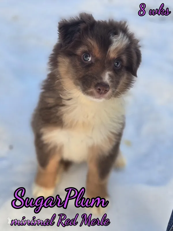 SugarPlum AKC