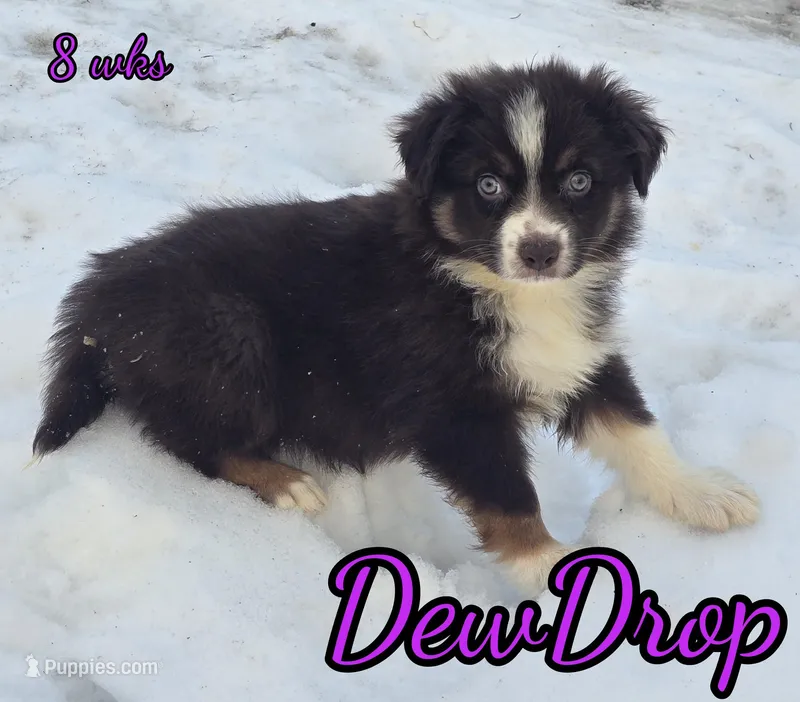DewDrop AKC
