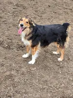 Mayhem, a male Australian Shepherd for sale in Albion, MI – Photo 5 of 5