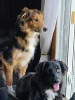 Mayhem, a male Australian Shepherd for sale in Albion, MI – Photo 2 of 5