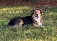 Mayhem, a male Australian Shepherd for sale in Albion, MI – Photo 1 of 5