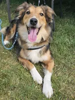 Mayhem, a male Australian Shepherd for sale in Albion, MI – Photo 4 of 5