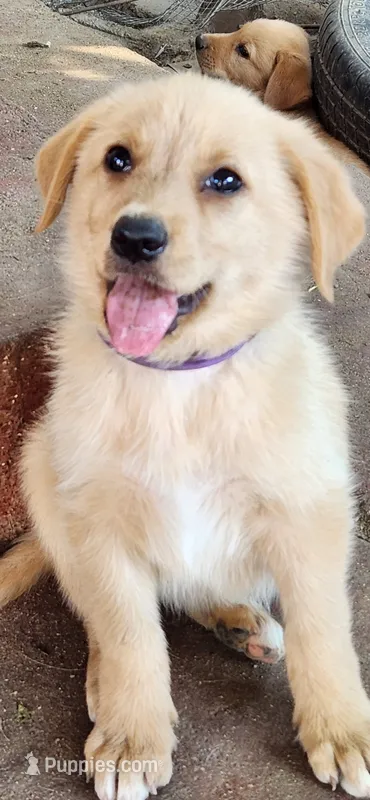 Biscuit – German Shepherd Dog, Golden Retriever puppy for sale in Modesto, CA