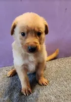 Cupid, a male Golden Retriever for sale in Modesto, CA – Photo 1 of 7