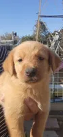 Pumpkin, a male German Shepherd Dog and Golden Retriever for sale in Modesto, CA – 2 of 10