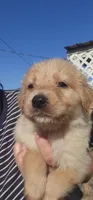 Peanut, a male German Shepherd Dog and Golden Retriever for sale in Modesto, CA – 2 of 10