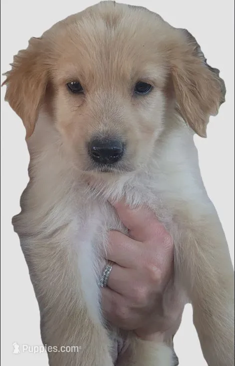 Peanut – German Shepherd Dog, Golden Retriever puppy on hold in Modesto, CA